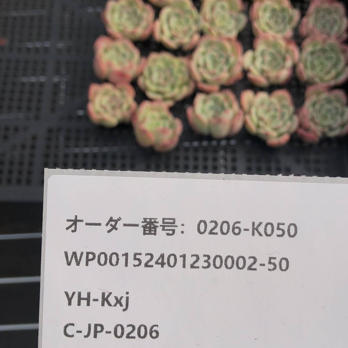 多肉植物25個 0206-K050 シャルモン エケベリア カット苗 寄植え_画像3