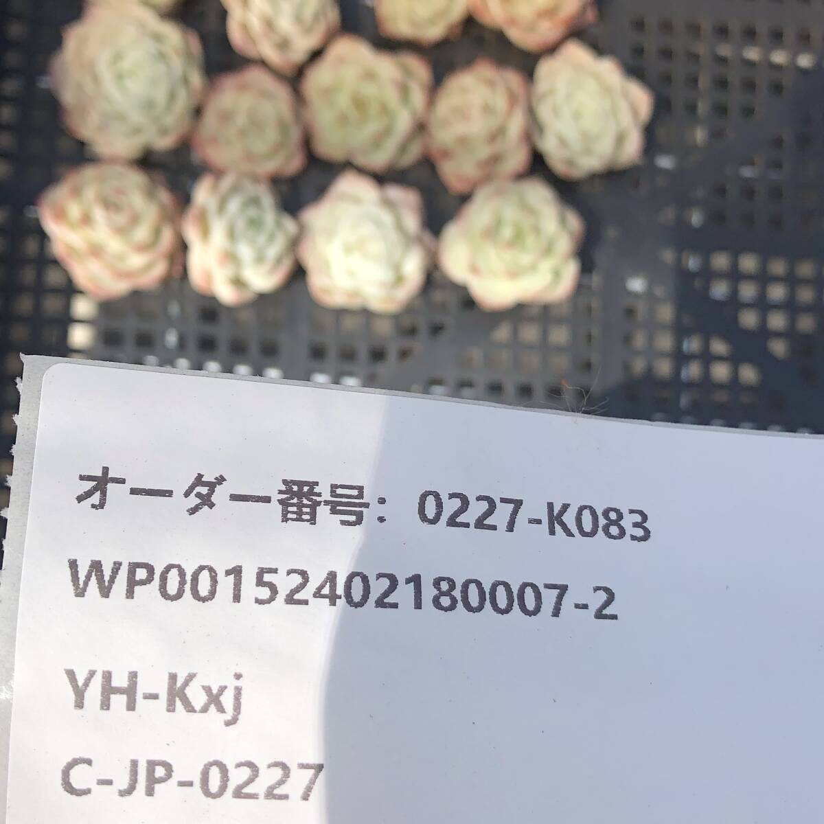 多肉植物13個 0227-K083 ホワイトクイーン エケベリア カット苗 寄植え_画像3