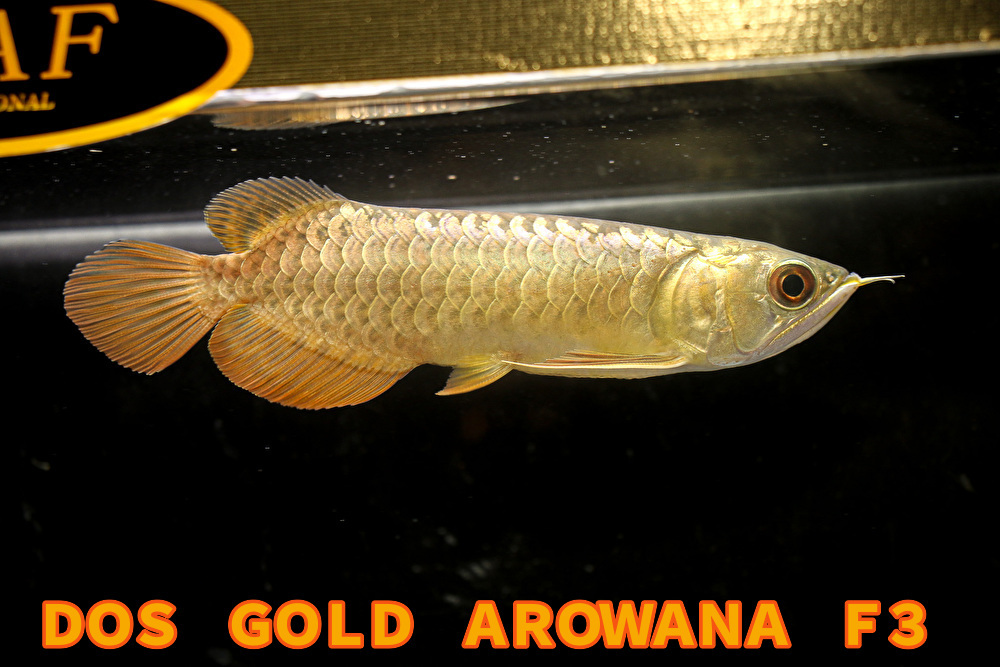 売り切り、本場マレーシア産　極上、純血本物過背金龍『　ＤＯＳ・ＧＯＬＤ・AROWANA・Ｆ３』　フルゴールデン２４ｋ強烈光沢　NO.8890_画像2