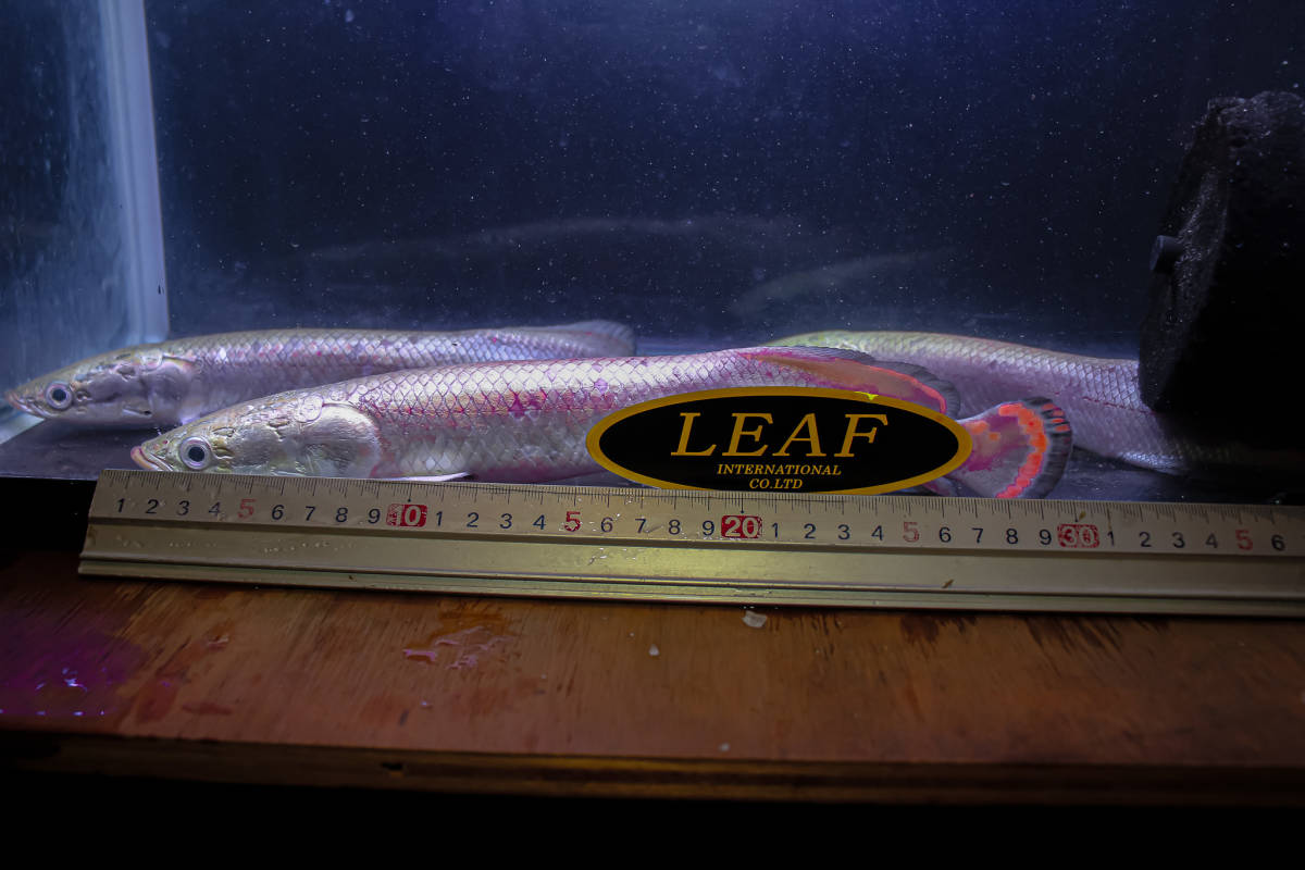 ラスト１匹　大人気の古代魚　極美、レッド・ピラルク　本場アマゾン・ペルー産　発色抜群のファイヤーテール３０ｃｍ± おとひめ激食い中_画像9