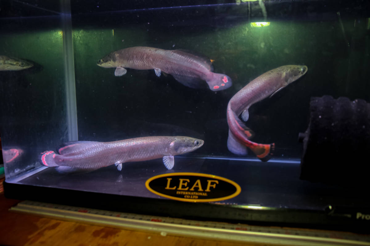 ラスト１匹　大人気の古代魚　極美、レッド・ピラルク　本場アマゾン・ペルー産　発色抜群のファイヤーテール３０ｃｍ± おとひめ激食い中_画像8