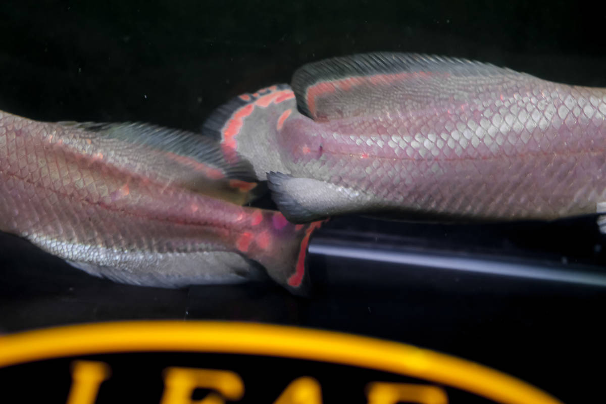 ラスト１匹　大人気の古代魚　極美、レッド・ピラルク　本場アマゾン・ペルー産　発色抜群のファイヤーテール３０ｃｍ± おとひめ激食い中_画像3