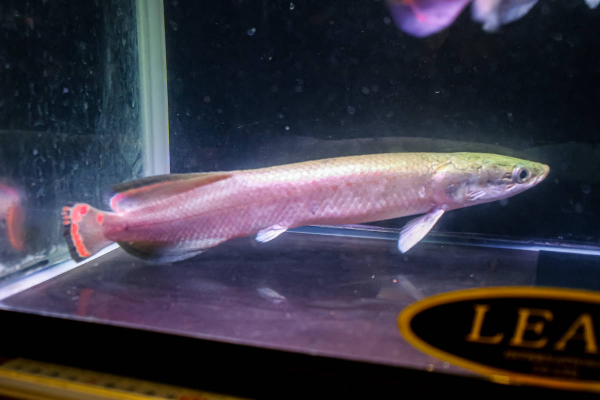 ラスト１匹　大人気の古代魚　極美、レッド・ピラルク　本場アマゾン・ペルー産　発色抜群のファイヤーテール３０ｃｍ± おとひめ激食い中_画像6