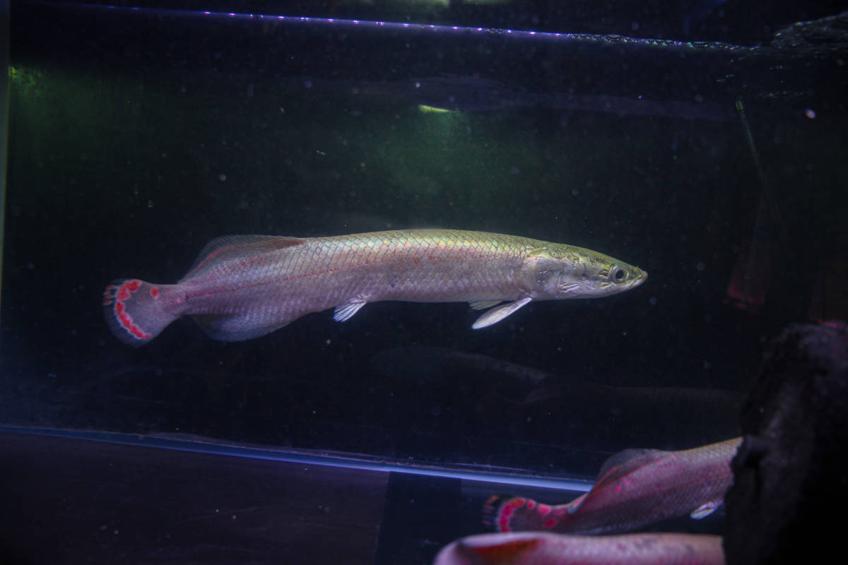 ラスト１匹　大人気の古代魚　極美、レッド・ピラルク　本場アマゾン・ペルー産　発色抜群のファイヤーテール３０ｃｍ± おとひめ激食い中_画像7