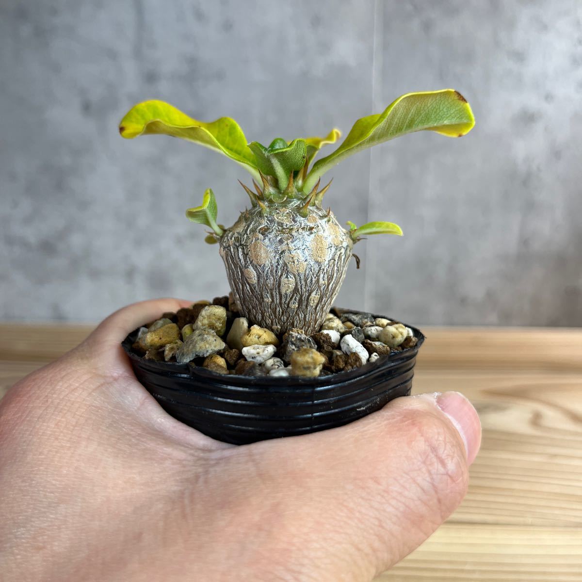 A3 パキポディウムウィンゾリー★ Pachypodium windsorii ★コーデックス　良型　塊根植物　実生1_画像4