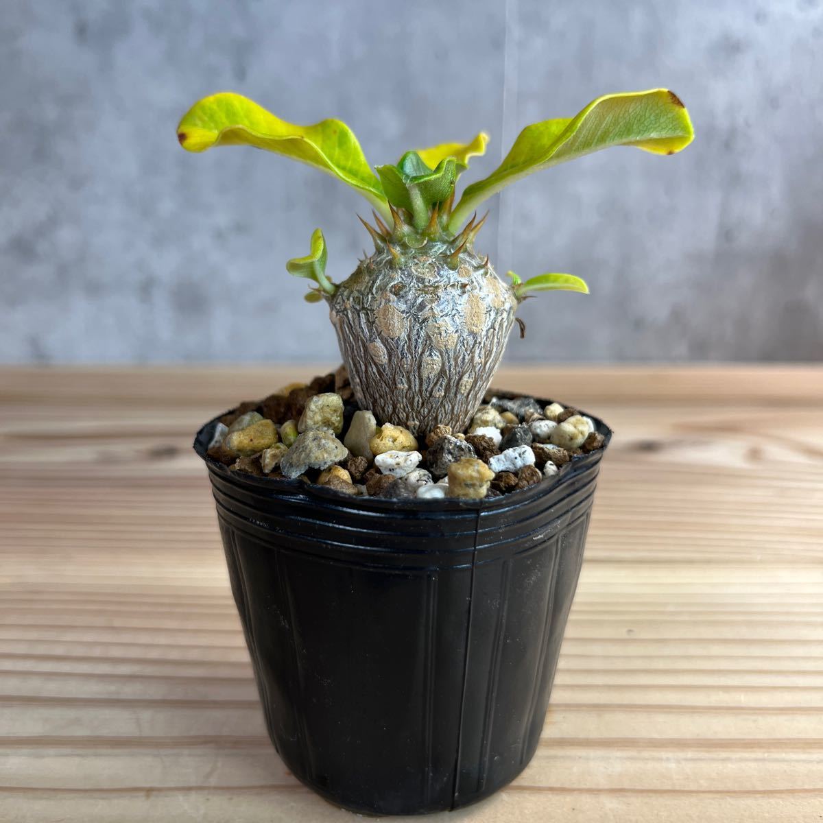 A3 パキポディウムウィンゾリー★ Pachypodium windsorii ★コーデックス　良型　塊根植物　実生1_画像1