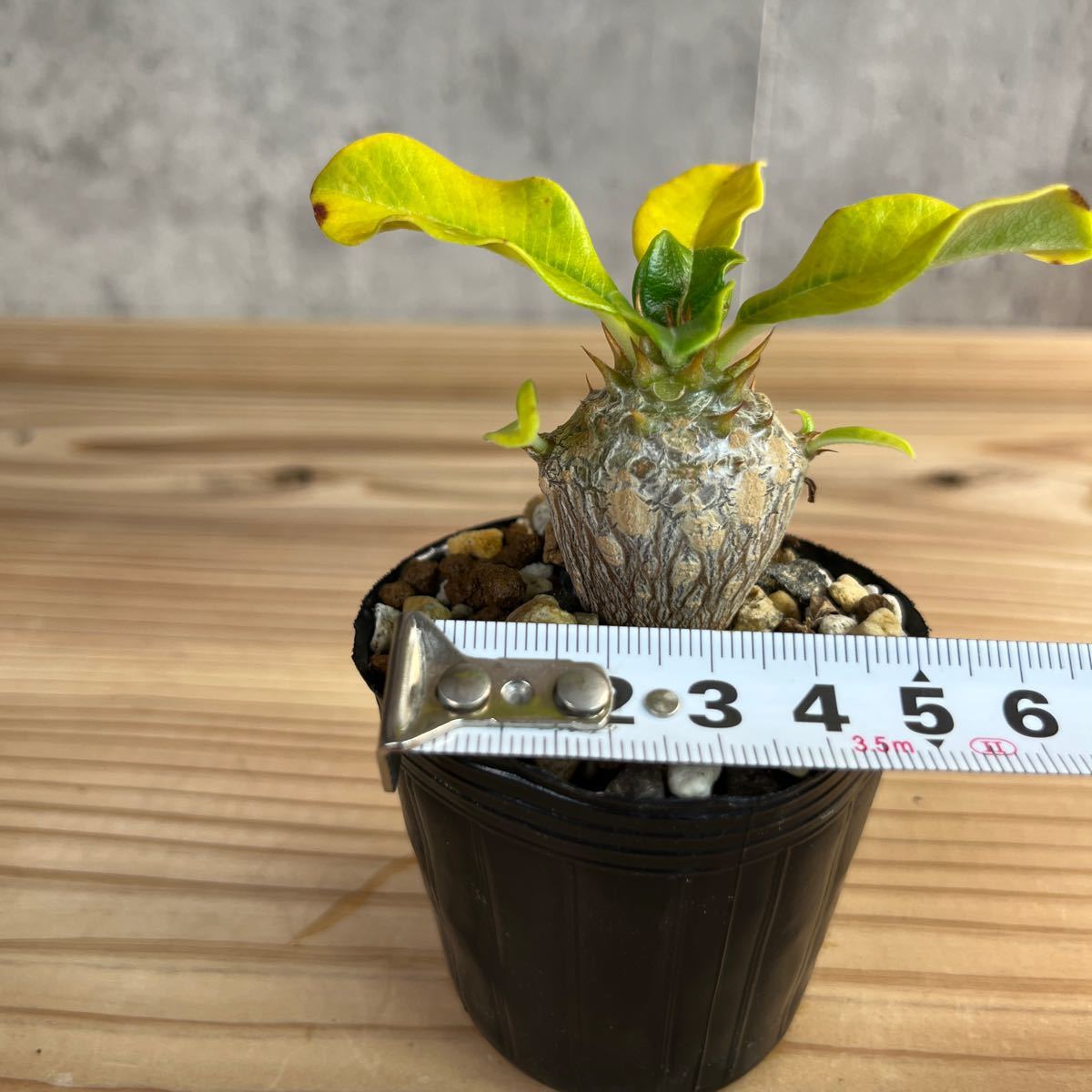 A3 パキポディウムウィンゾリー★ Pachypodium windsorii ★コーデックス　良型　塊根植物　実生1_画像6