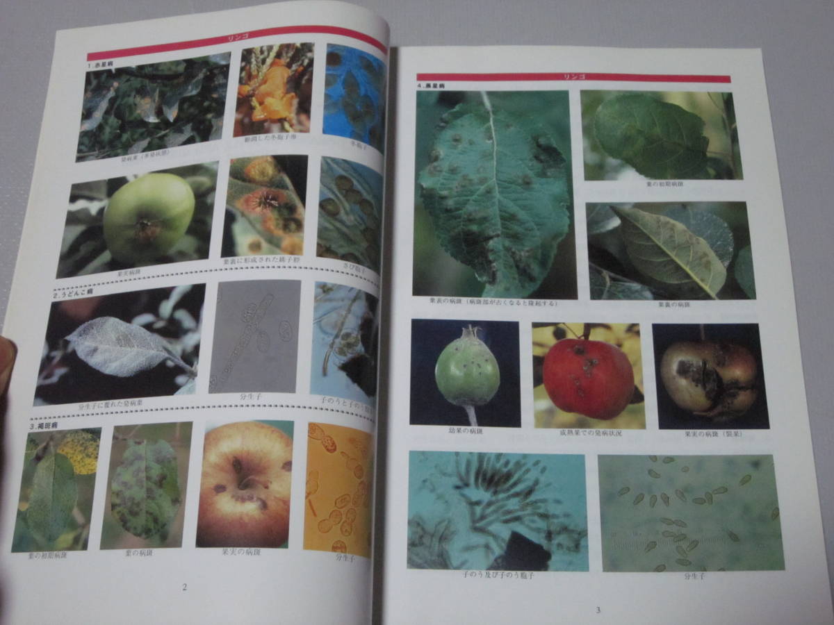 [.. eyes . understand fruit tree. sick . insect ] no. 3 volume * apple * maru mero* chinese quince * Momo *s Momo *ume*outou other * Japan plant .. association * all 261 page 
