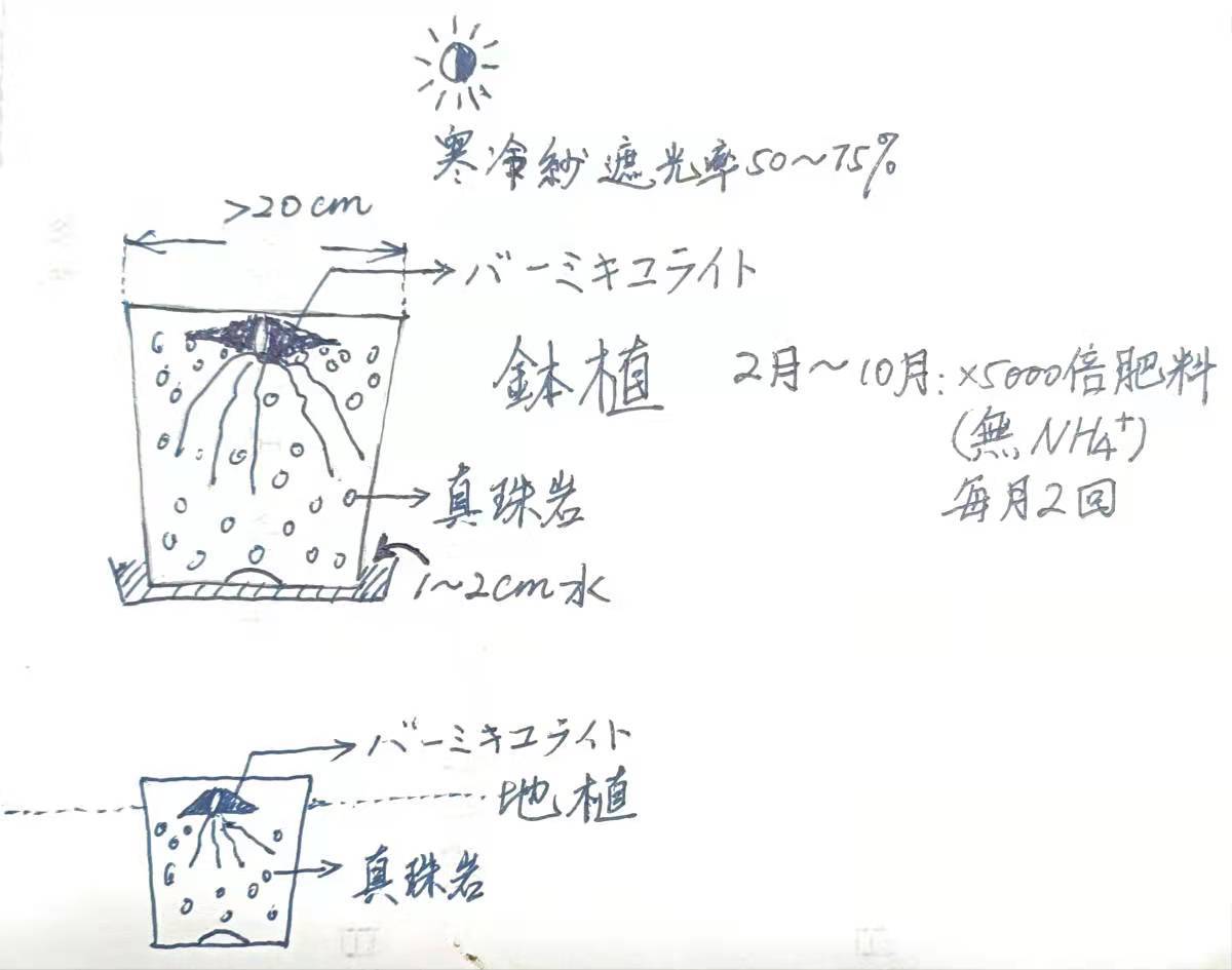 PA10●洋蘭原種山野草北米Cypri.パルビフローラム (花芽1)_画像3