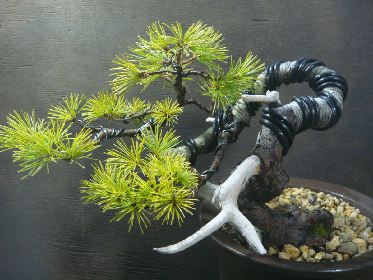 . leaf pine half .. bonsai..