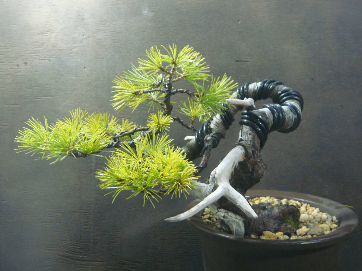 . leaf pine half .. bonsai..