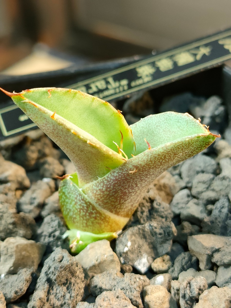 【hiiro】稀少 アガベ タランチュラ 子株 agave titanota tarantula 大欄蜘蛛（検 チタノタ オテロイ イラン_画像7