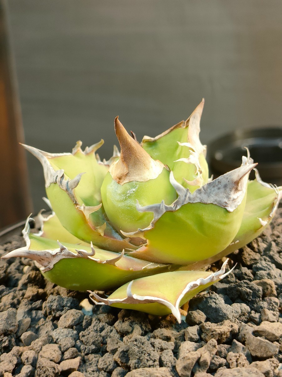 【hiiro】稀少 アガベ トリケラトプス 子株 agave titanota triceratops 白犀牛（検 チタノタ オテロイ_画像3