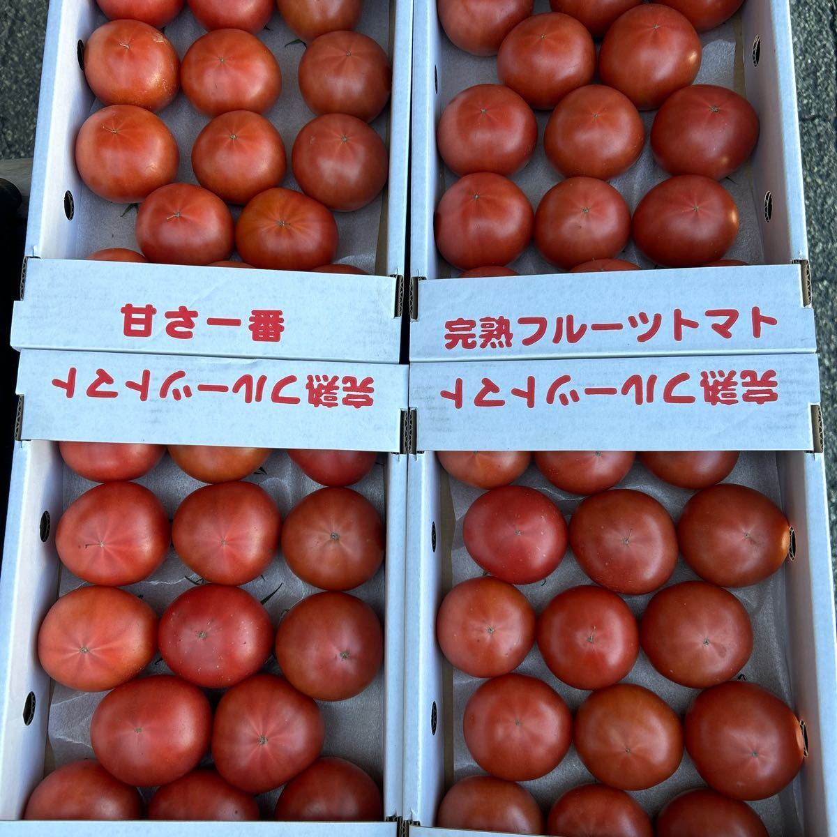 送料込み 熊本産 塩トマト 秀品 2Lサイズ 1箱 2/19発送予定 箱込み約1.5キロ_画像6