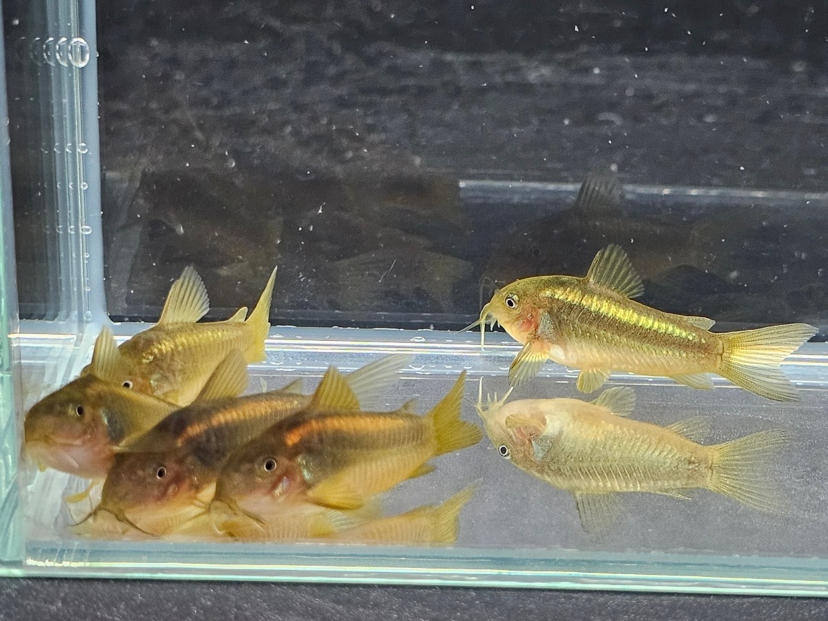 金魚家【イルミネータスゴールド】【3.7cm～4.0cm】【5匹】【鹿児島県陸送発送】【翌日着地区限定】【商品説明要確認】_画像9