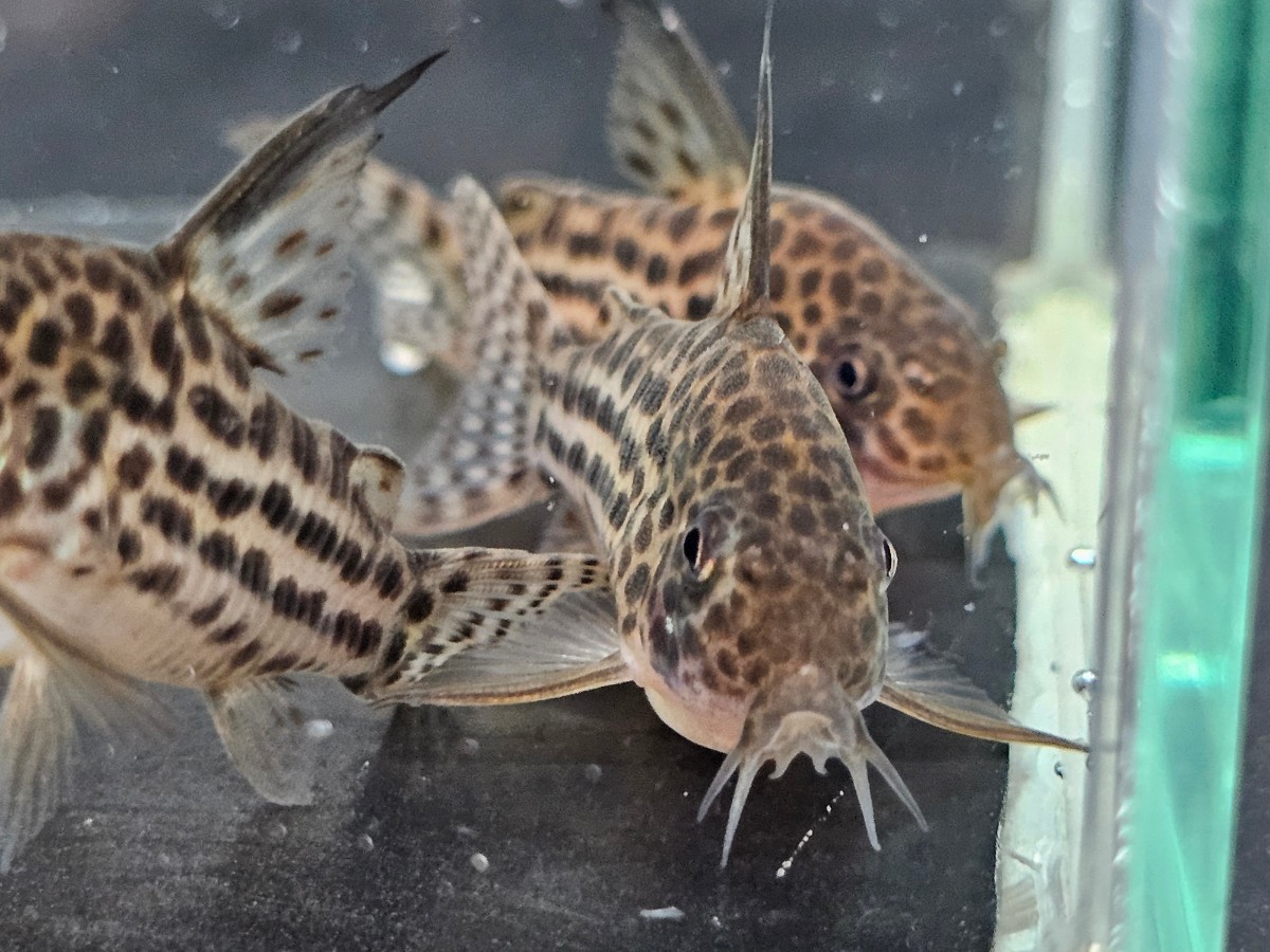 金魚家【ラージスポットアラグアイエンシス】【4.5cm～5.0cm】【5匹】【鹿児島県陸送発送】【翌日着地区限定】【商品説明要確認】_画像7