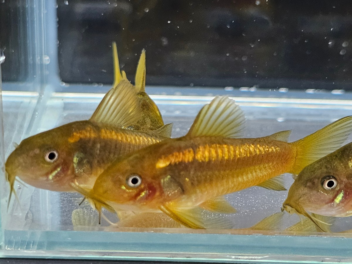 金魚家【イルミネータスゴールド】【3.5cm～4.0cm】【5匹】【鹿児島県陸送発送】【翌日着地区限定】【商品説明要確認】_画像1