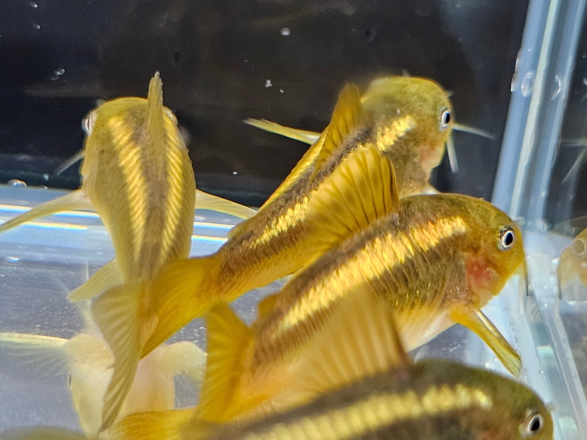 金魚家【イルミネータスゴールド】【3.5cm～4.0cm】【5匹】【鹿児島県陸送発送】【翌日着地区限定】【商品説明要確認】_画像3