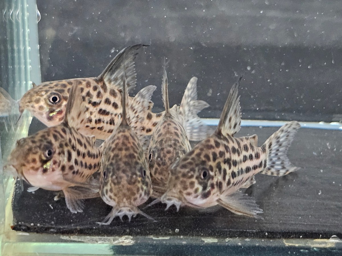 金魚家【ラージスポットアラグアイエンシス】【4.0cm～4.5cm】【5匹】【鹿児島県陸送発送】【翌日着地区限定】【商品説明要確認】_画像6