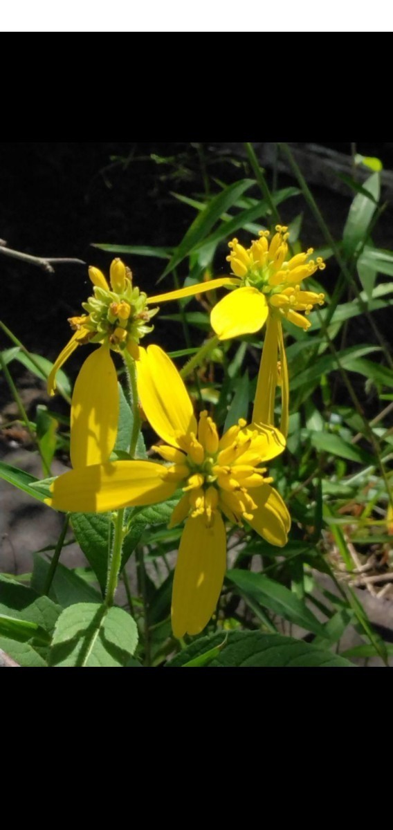 ハチミツ草の種子　蜜源植物 60粒 黄色い花今年の種子です。_画像4