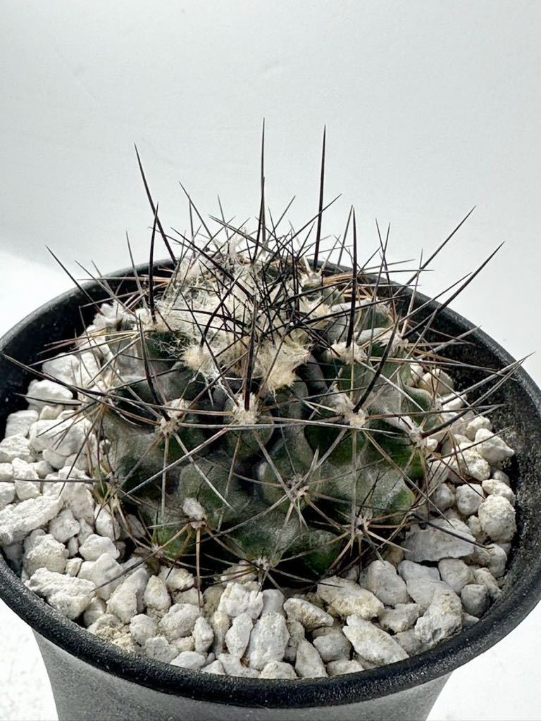 Yahoo!オークション - Copiapoa humilis v. paposoensis Yahoo!オークション - Copiapoa humilis v. paposoensis