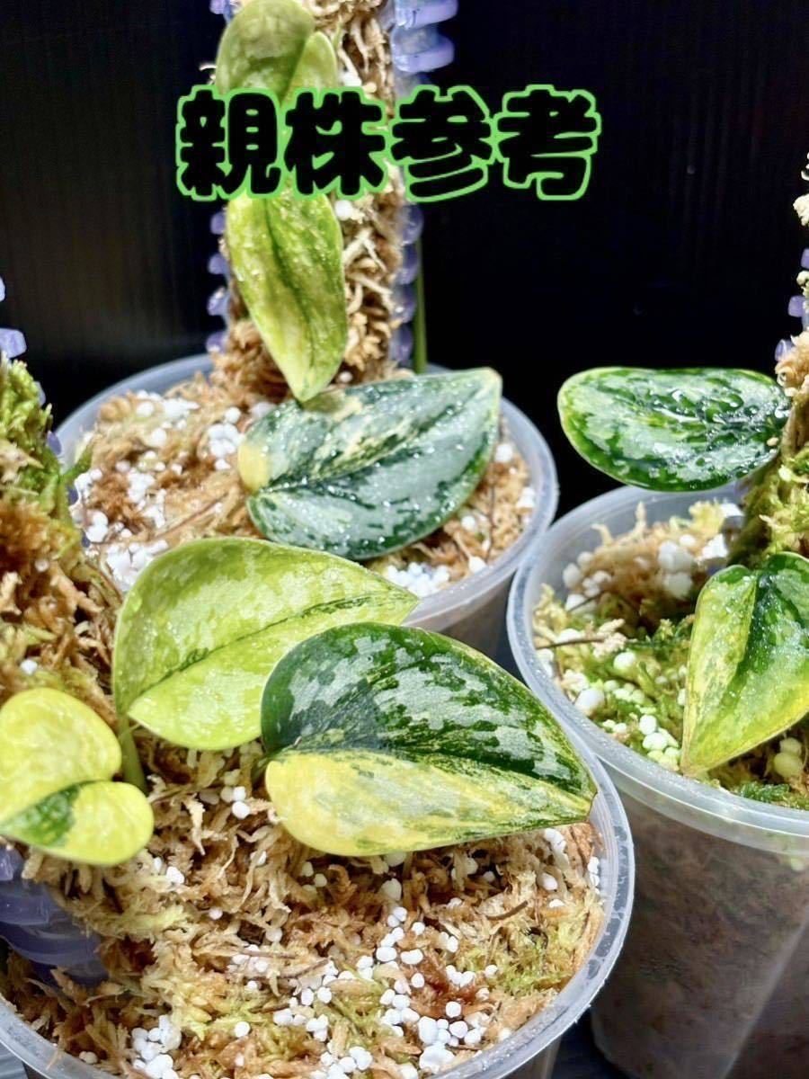 Yahoo!オークション - Scindapsus Apolaki スキンダプサス Yahoo!オークション - Scindapsus Apolaki スキンダプサス