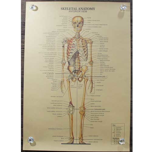  new goods * interior miscellaneous goods *[ poster ]Skeletal Anatomy| whole body .. map Anterior View