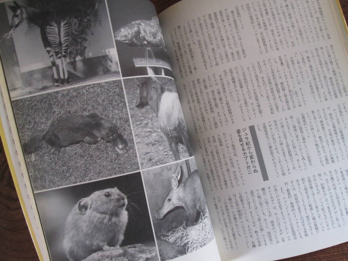 W＜　絶滅の科学　-大絶滅が進化を支配する！-　/　1994年　/　学習研究社　＞_画像7