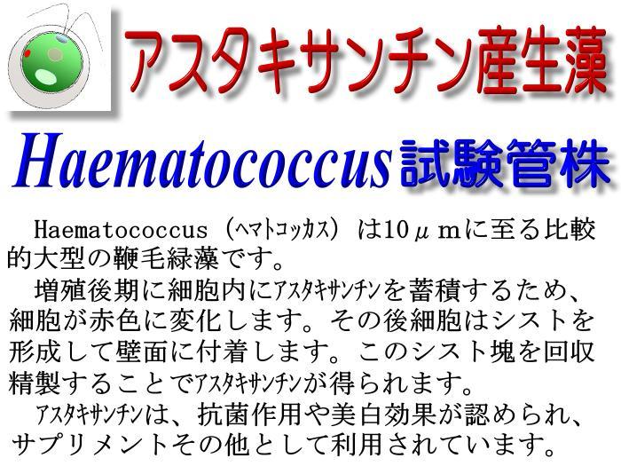 アスタキサンチン産生藻 Haematococcus（ヘマトコッカス）試験管株