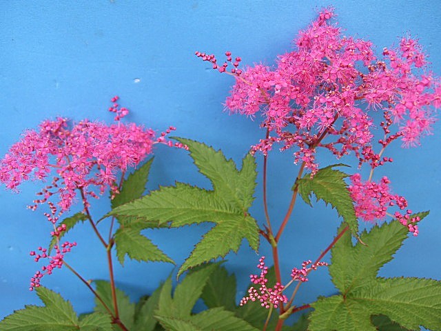 ●山野草 京鹿の子 赤 キョウカノコ 茶花 バラ科● _画像1