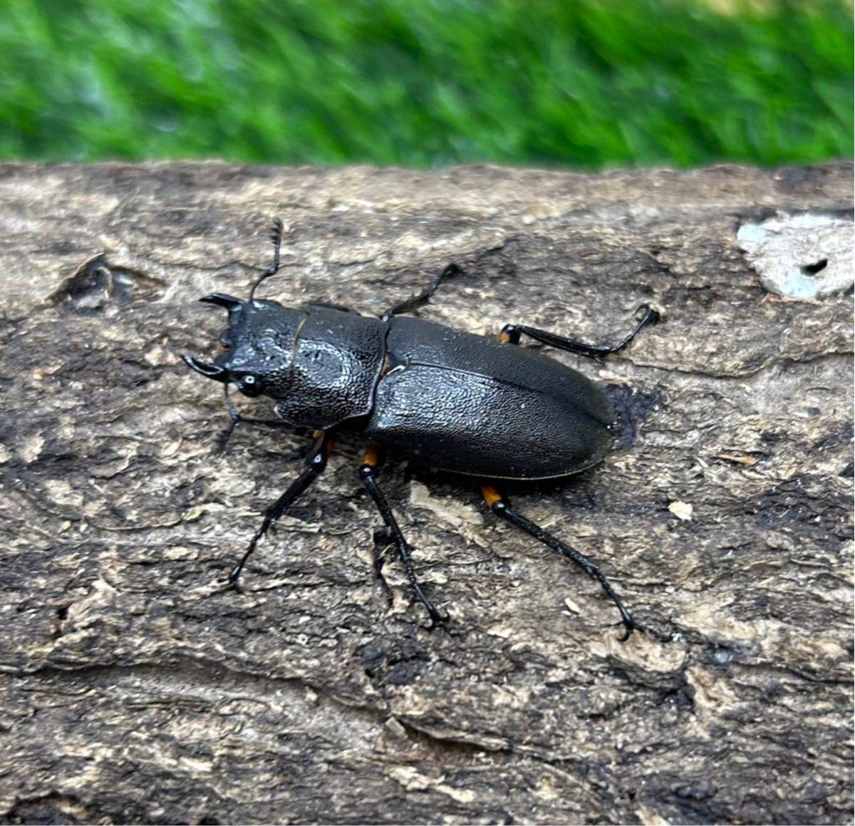 【幼虫】エラフスホソアカクワガタ（5匹＋死着保証1匹）_画像2