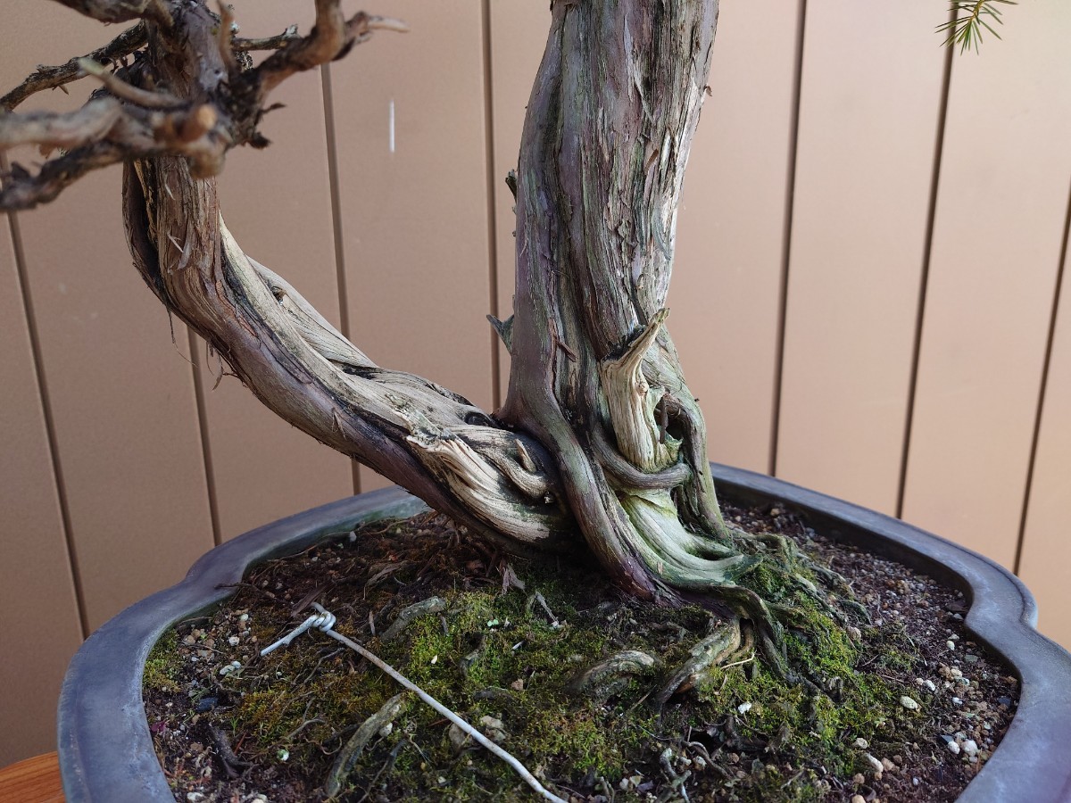  bonsai . pine height of tree 85cm