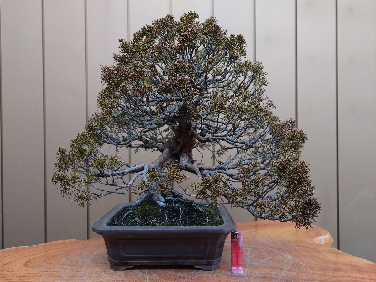  bonsai thread fish river genuine Kashiwa height of tree 43cm