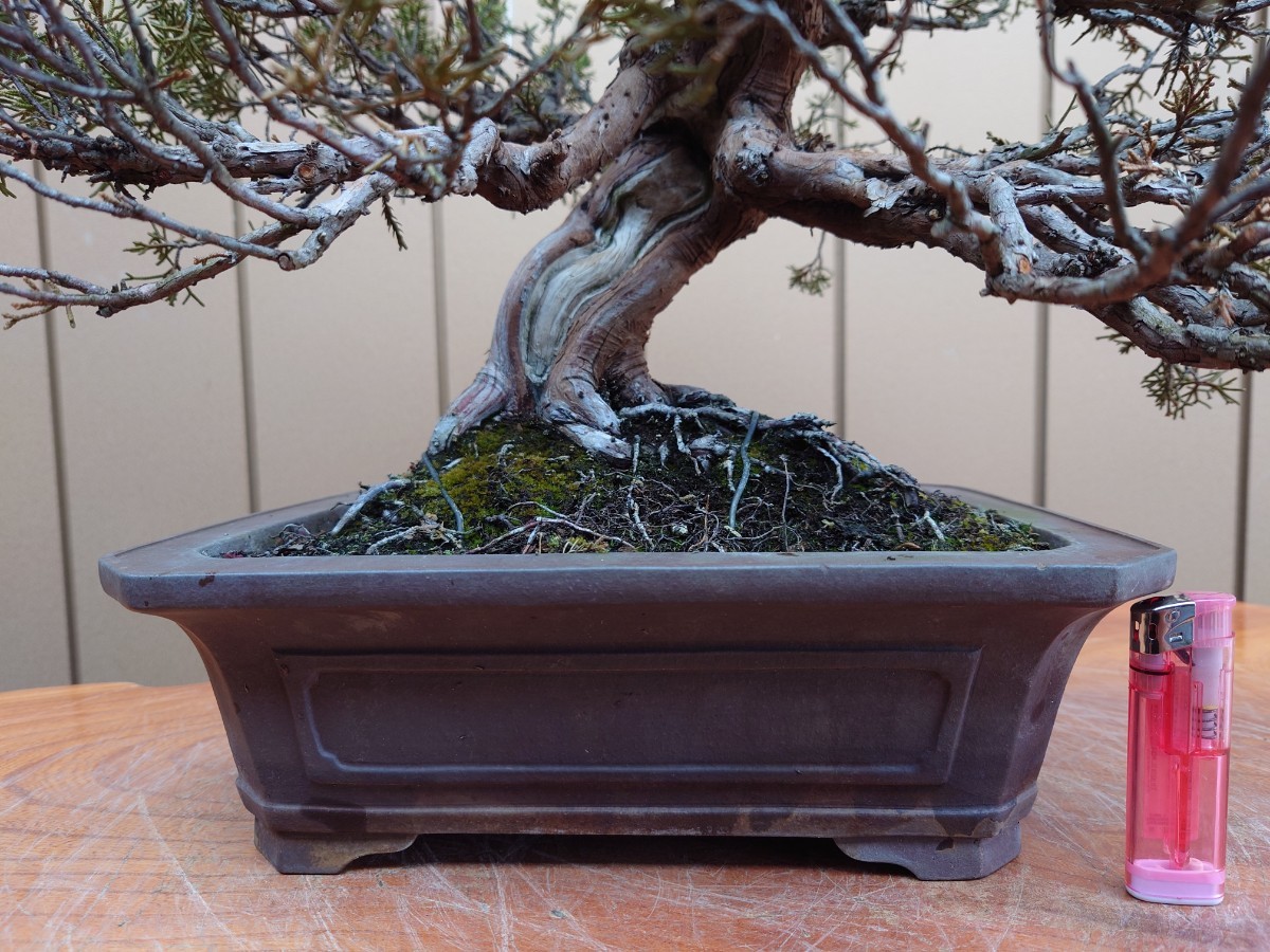  bonsai thread fish river genuine Kashiwa height of tree 43cm