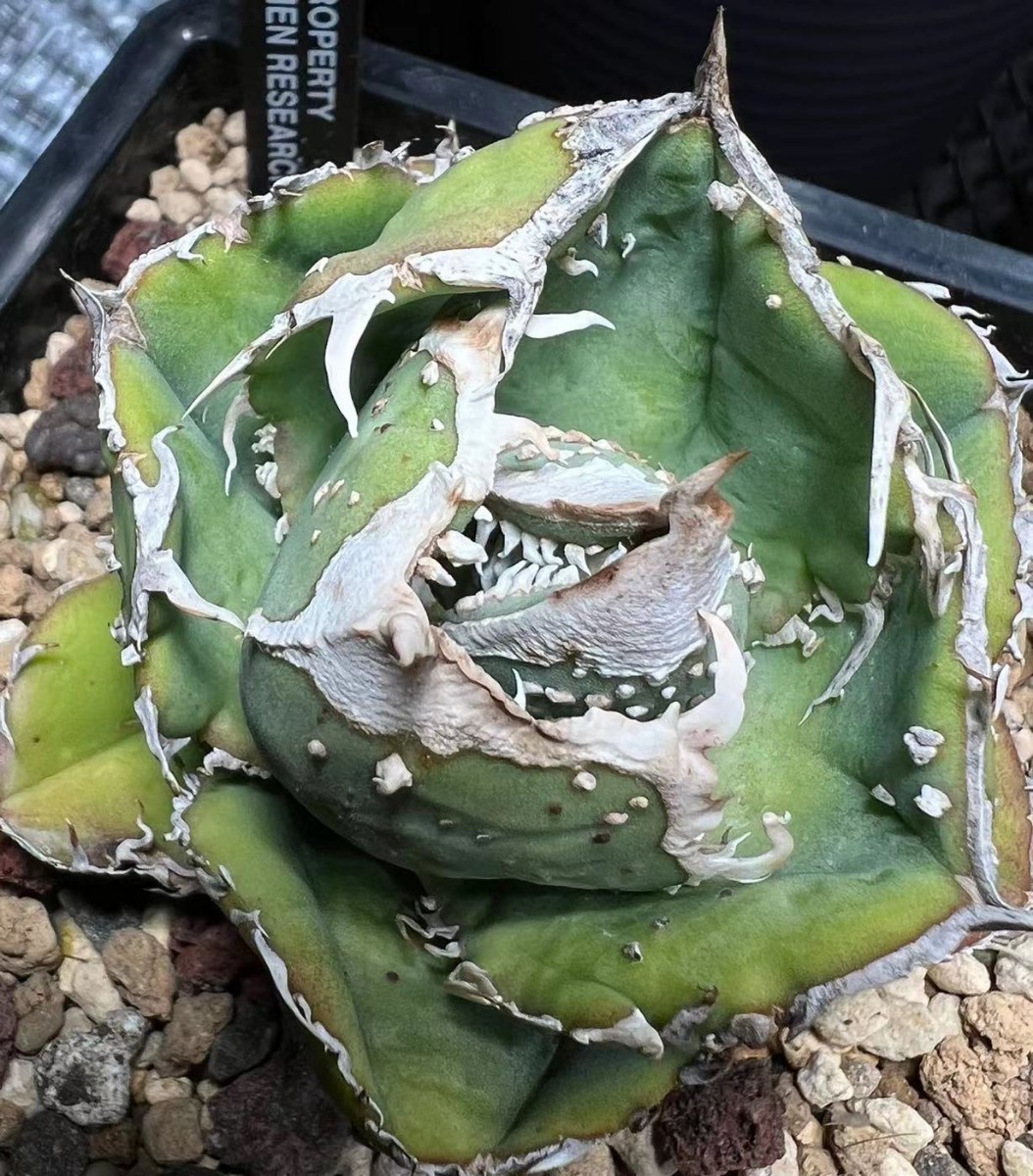 Yahoo!オークション - A299多肉植物 アガベ チタノタ 【ワニガメ Yahoo!オークション - A299多肉植物 アガベ チタノタ 【ワニガメ