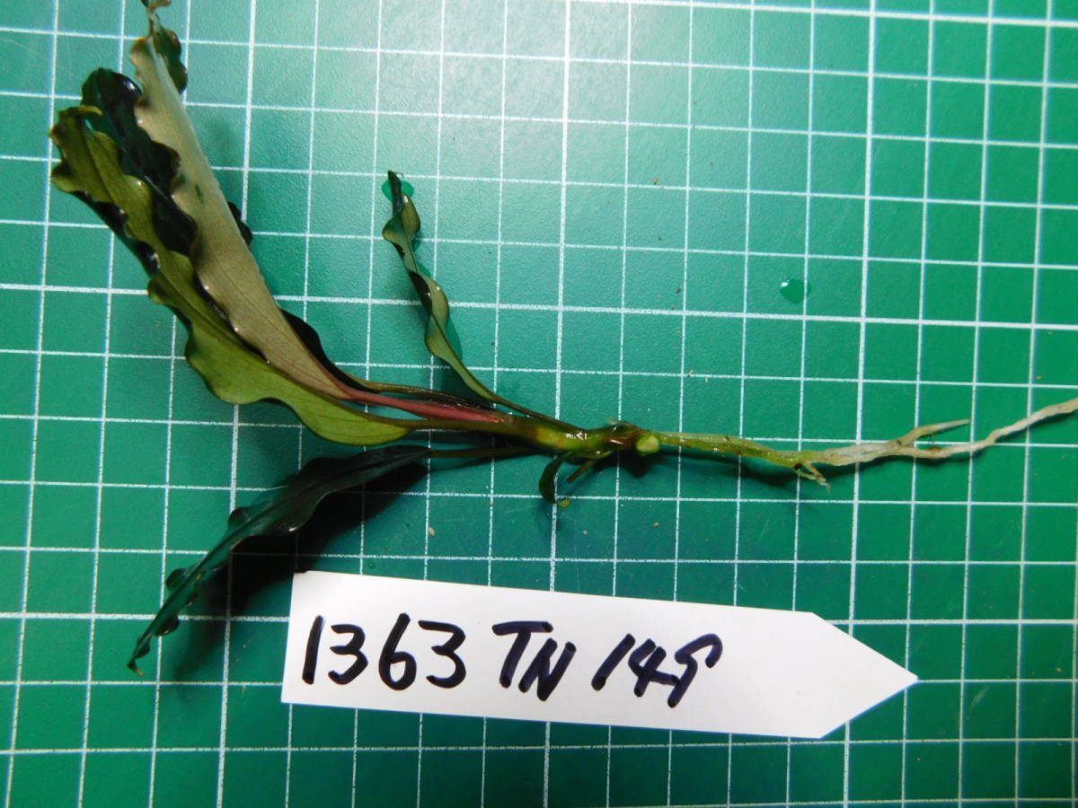 ◎1363TN149　（自家栽培）水草　　ブセファランドラ　Bucephalandra sp. Red Gaia_画像2