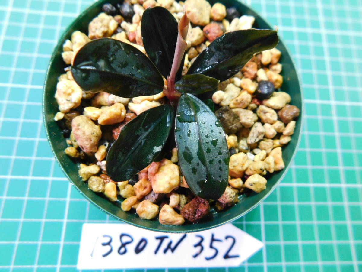 ◎1380TN352　（自家栽培）水草　　ブセファランドラ　Bucephalandra sp. Titanium チタニウム①_画像3