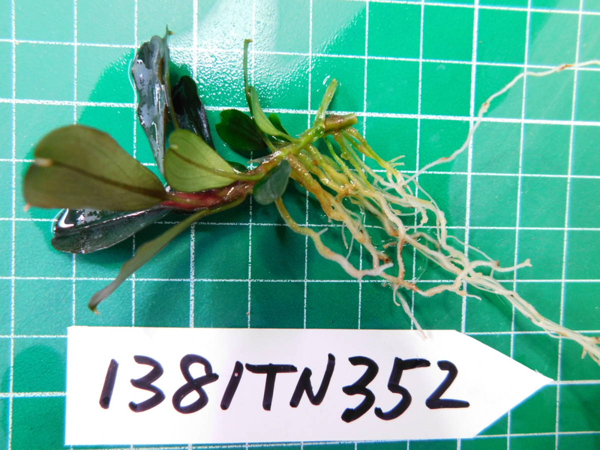 ◎1381TN352　（自家栽培）水草　　ブセファランドラ　Bucephalandra sp. Titanium チタニウム②_画像2