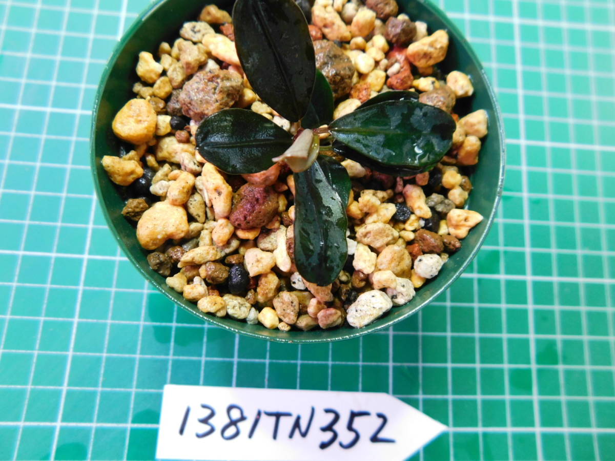 ◎1381TN352　（自家栽培）水草　　ブセファランドラ　Bucephalandra sp. Titanium チタニウム②_画像3