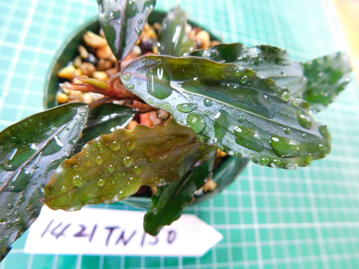 ◎1421TN150　（自家栽培）水草　　ブセファランドラ　Bucephalandra sp. Copper Leaf Sokan KN便_画像1