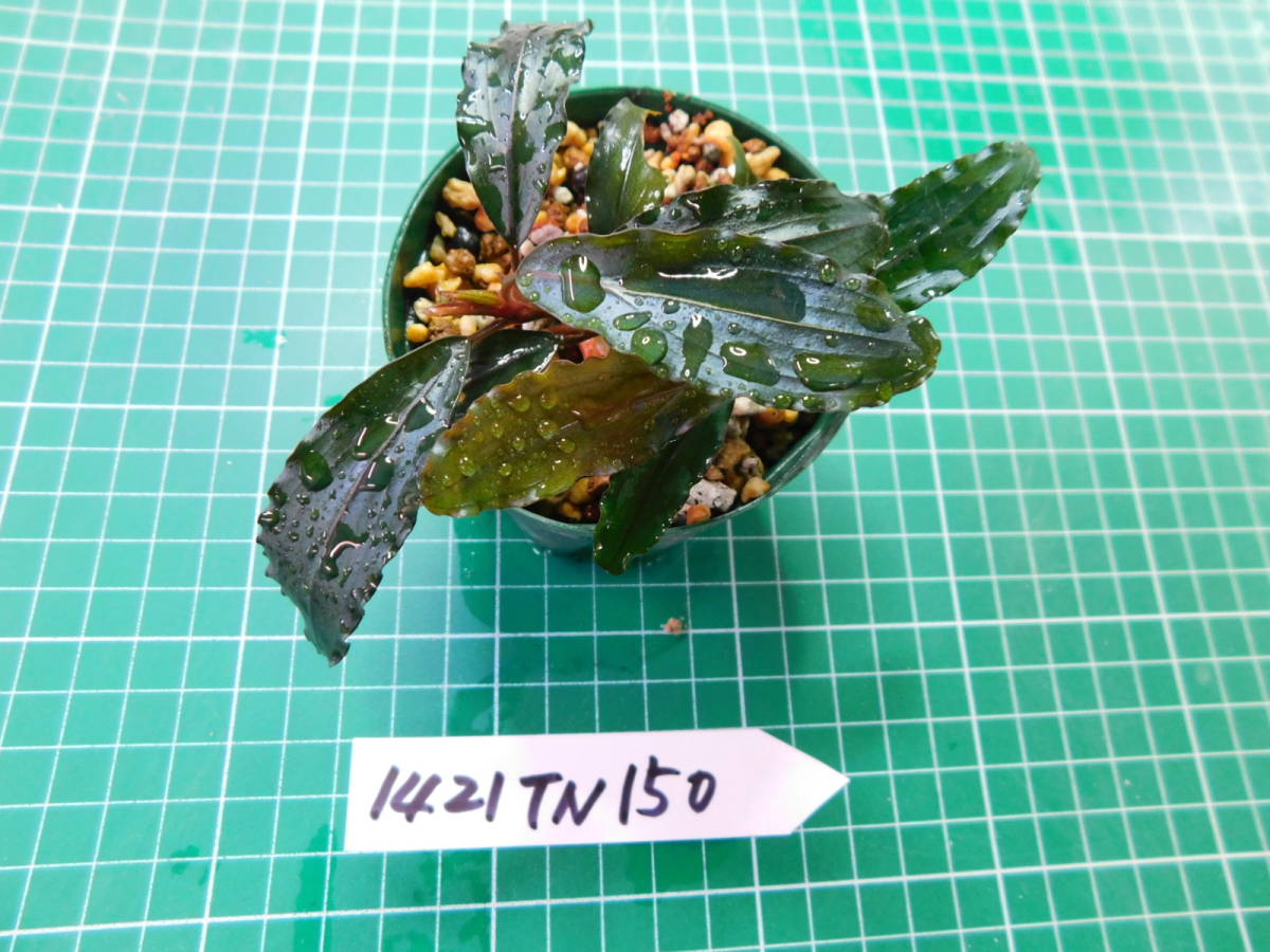 ◎1421TN150　（自家栽培）水草　　ブセファランドラ　Bucephalandra sp. Copper Leaf Sokan KN便_画像2