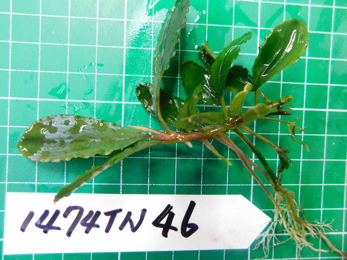 ◎1474TN46　（自家栽培）水草　　ブセファランドラ　Bucephalandra sp. Seletan Leman-2 Melawi②_画像2