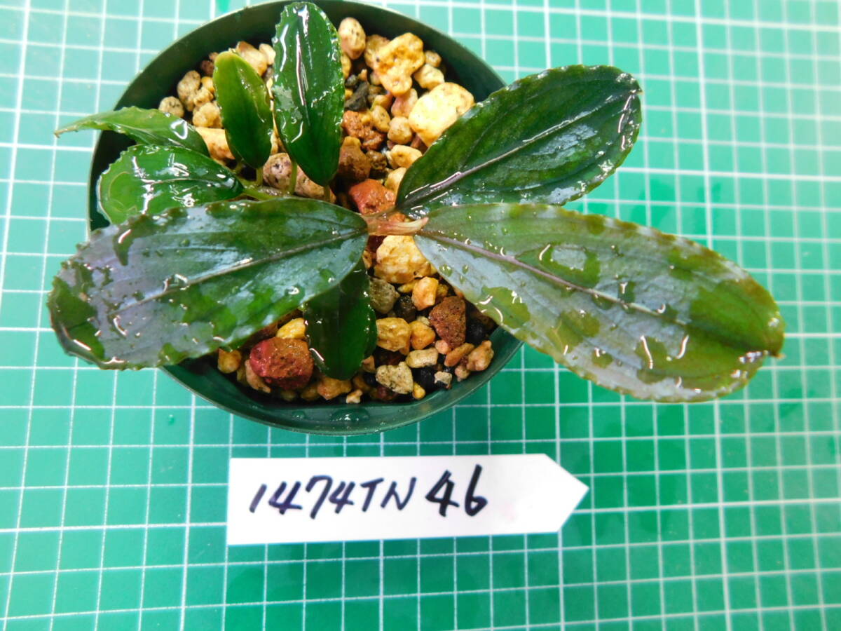 ◎1474TN46　（自家栽培）水草　　ブセファランドラ　Bucephalandra sp. Seletan Leman-2 Melawi②_画像3