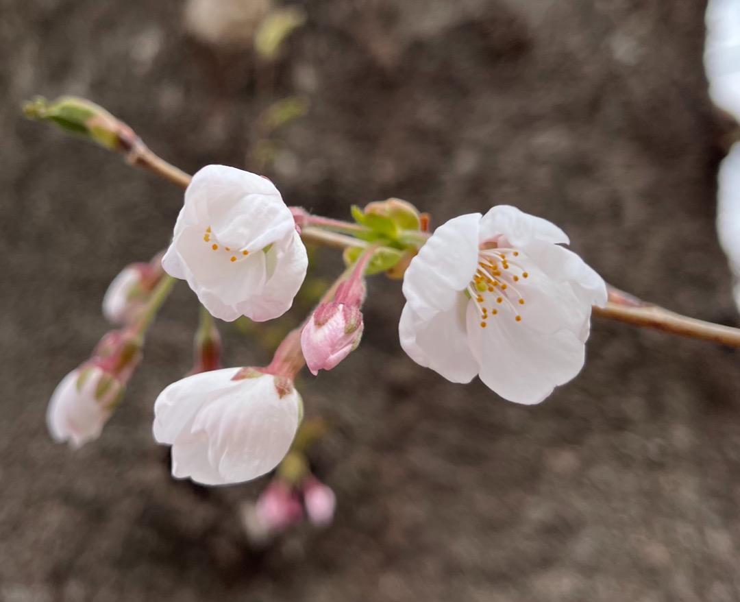 桜 ソメイヨシノ 挿し穂 12本 ■送料無料 ゆうパケット /sakura さくら 庭木 植木 染井吉野 挿し木 特急発送 antique 庭木の画像10