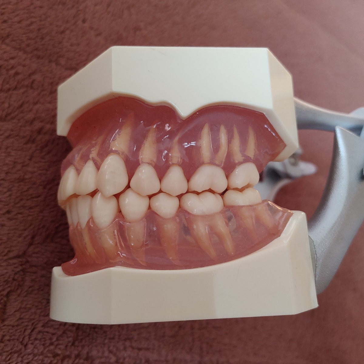 NISSIN ニッシン DENTAL MODEL 顎模型《大小セット》歯の模型 NISSIN ニッシン DENTAL MODEL 顎模型《大小セット》歯の模型