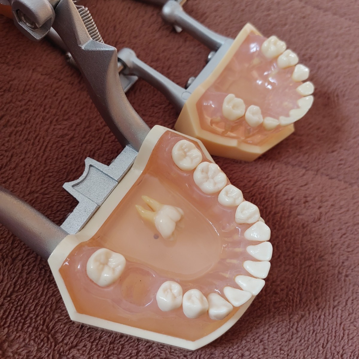 NISSIN ニッシン DENTAL MODEL 顎模型《大小セット》歯の模型 NISSIN ニッシン DENTAL MODEL 顎模型《大小セット》歯の模型