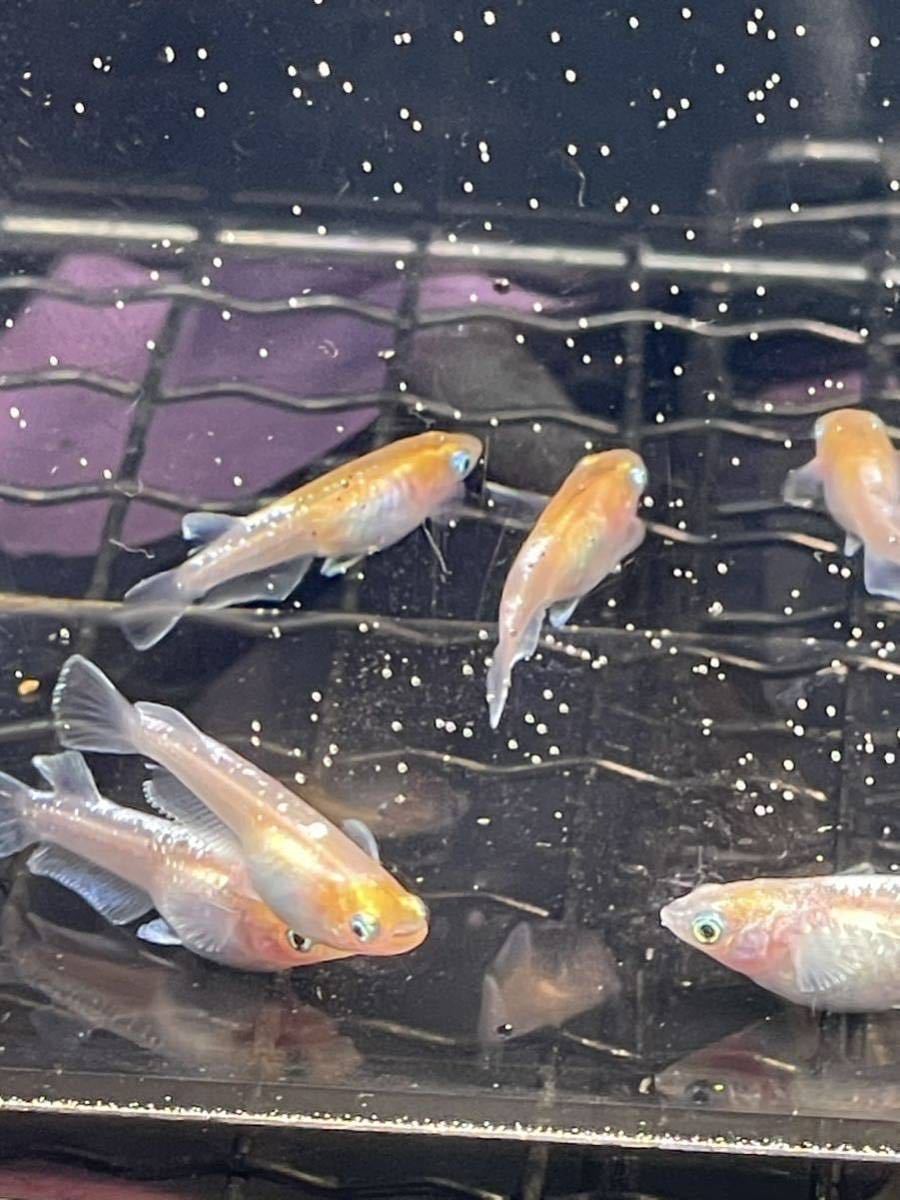 【桜虹めだか】紅マドンナの舞.若魚7匹(補償2匹含む)大きさ約2cm〜2.5cm(ランダム)(極上種親☆善通寺メダカ様から購入)_画像1