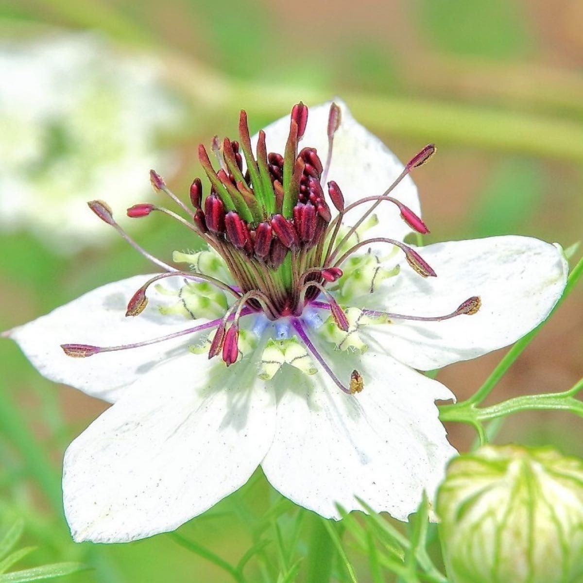 【花の種】ニゲラ☆パピロサアフリカンブライド 種子約30粒！切花 ドライフラワー
