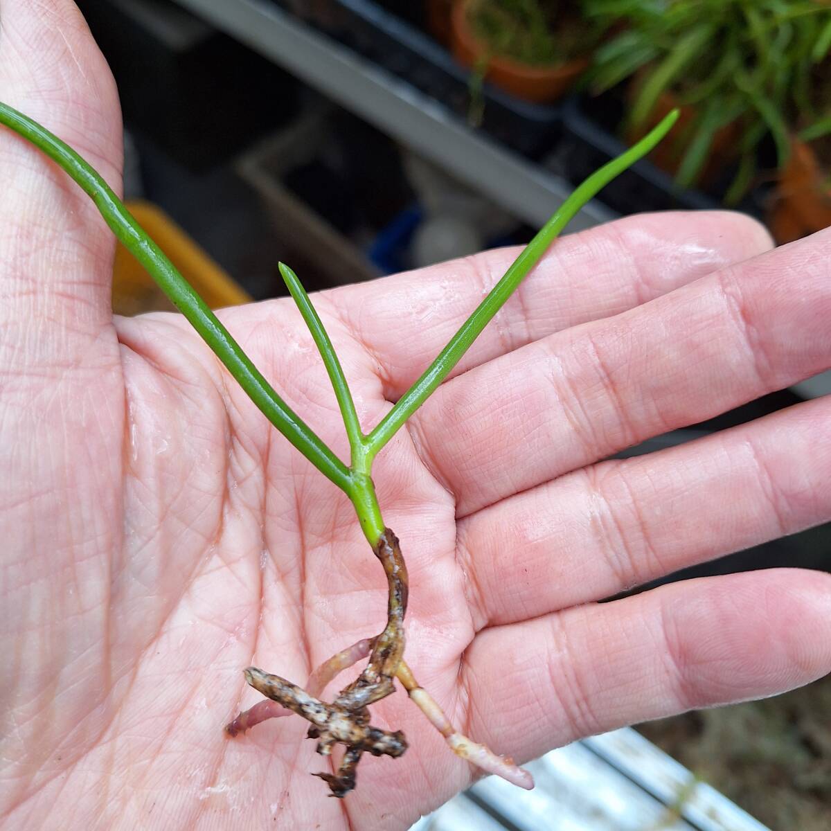 富貴蘭　珍品　大隅半島産　棒蘭ルビー根牡丹芸_画像3