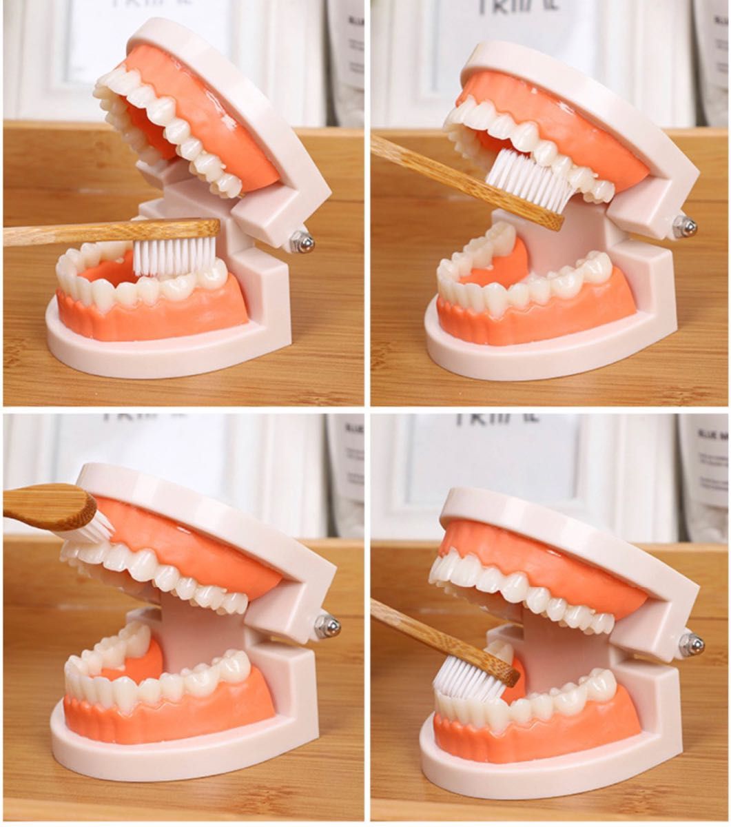 歯の模型 歯のモデル 180度 開閉式 歯磨きの練習 知育玩具